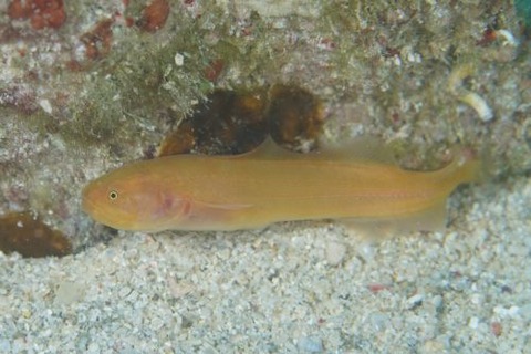 アカネイタチウオ