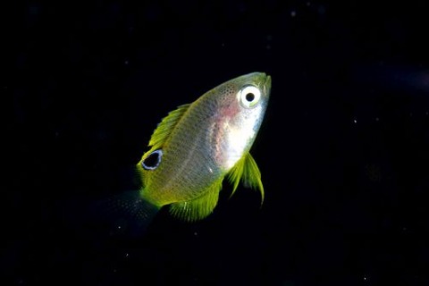 刺激的な水中生物