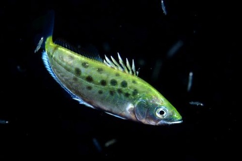 刺激的な水中生物