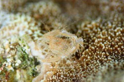 サンゴヒメエビ