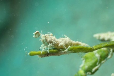 コブタヒラツノモエビ