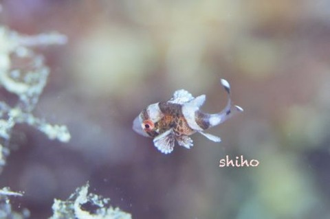 チョウチョウコショウダイ