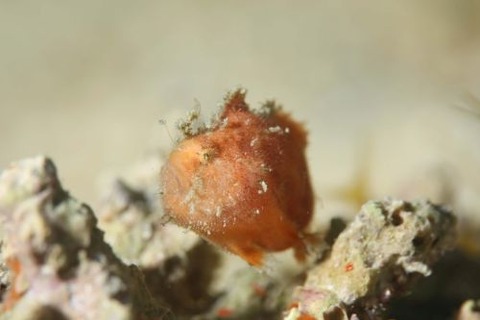 エナガカエルアンコウ