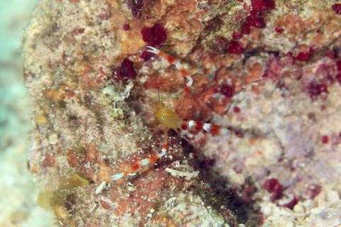 ステノプス・ザンジバリクス