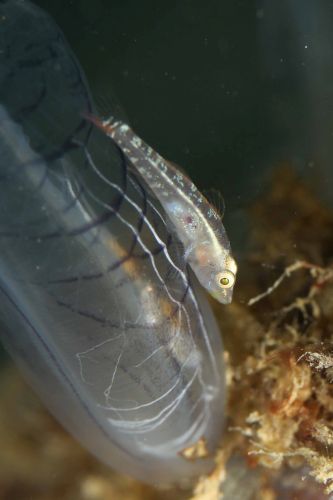 ウミショウブハゼ属の1種