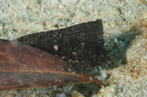 ツマジロオコゼ