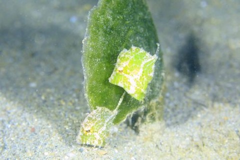 セダカカワハギ