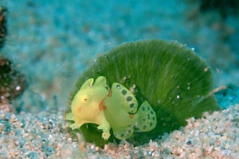 イロカエルアンコウ