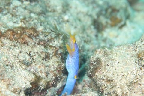 ハナヒゲウツボ