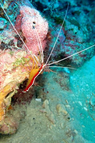 アカシマシラヒゲエビ