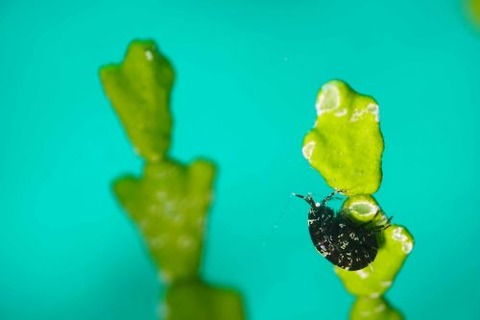 ヨコエビのなかま