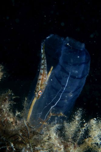 ウミショウブハゼ属の1種