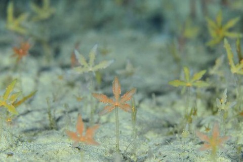 コモチカエデコケムシ