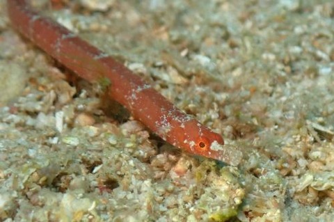 ヨウジウオ科の1種