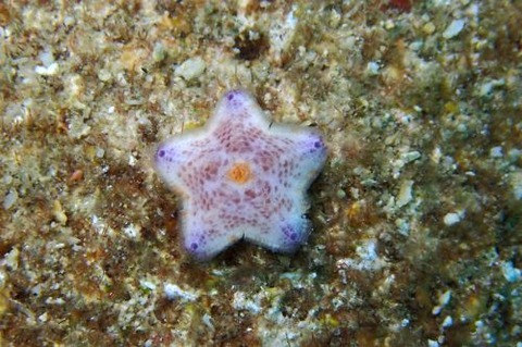 ヒトデのなかま