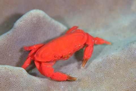 オウギガニ科の1種