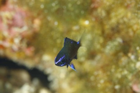 アマミスズメダイ