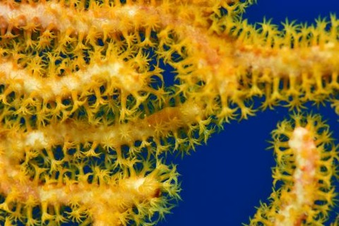 イソバナカクレエビ