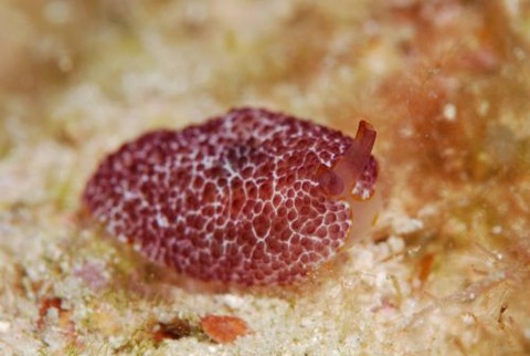 カメノコフシエラガイ