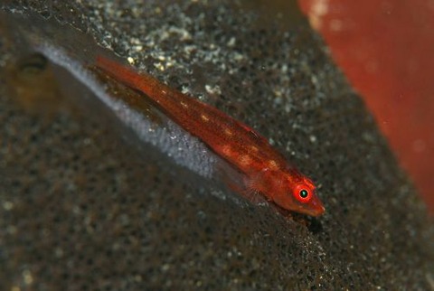 セボシウミタケハゼ