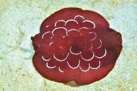 ゼニガタフシエラガイ