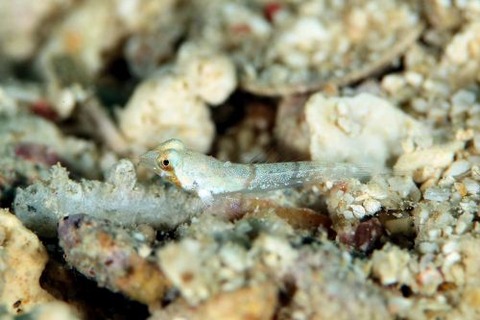 ネズッポ科の1種