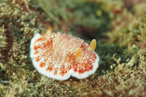 チリメンウミウシ