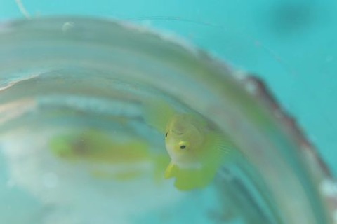 ナカモトイロワケハゼ