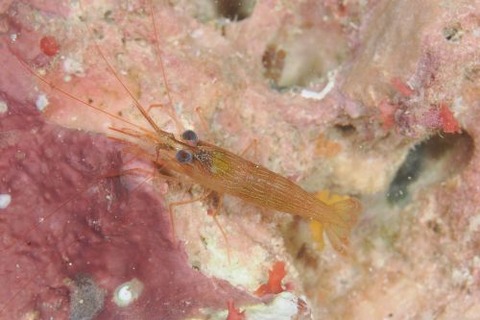 タメトモアカモエビ