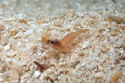 タメトモアカモエビ