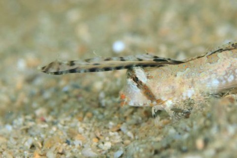 イッポンテグリ