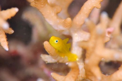 アカネダルマハゼ