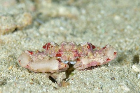 ヒシガニ科の1種