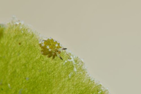 クサイロモウミウシ