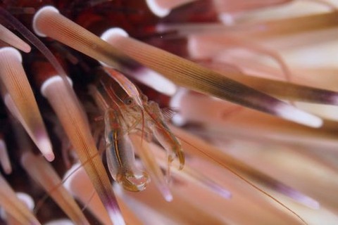 ニジイロヤドリエビ