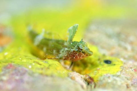 セグロヘビギンポ