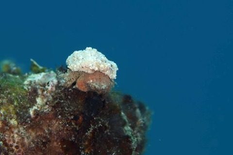 カイカムリ科の1種