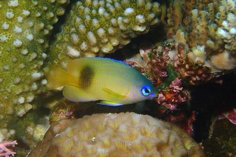 ルリメイシガキスズメダイ