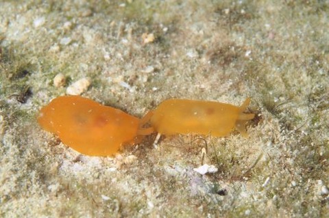 ホウズキフシエラガイ