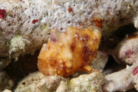 カエルアンコウモドキ