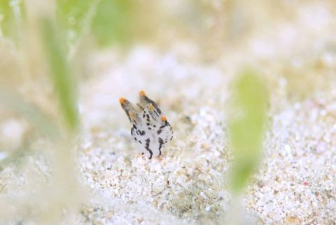 ツノザヤウミウシ