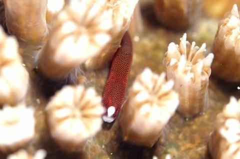 チンヨウジウオ