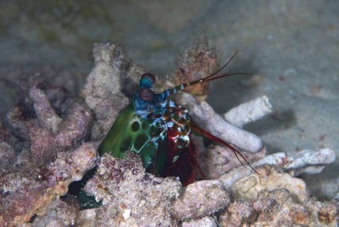 モンハナシャコ