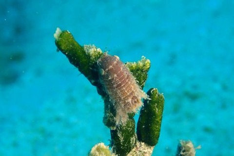 コツブムシのなかま