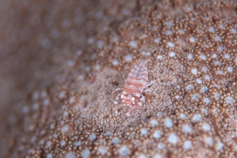 ヤクシマカクレエビ