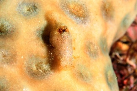 カクレモエビ属の1種