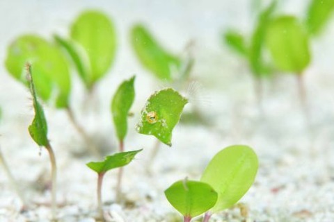 セダカカワハギ