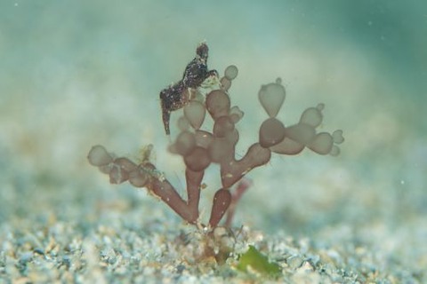 コブタヒラツノモエビ