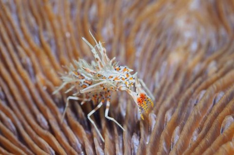 トゲツノメエビ