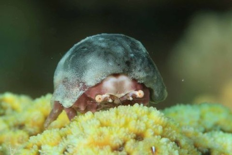 カイカムリ科の1種